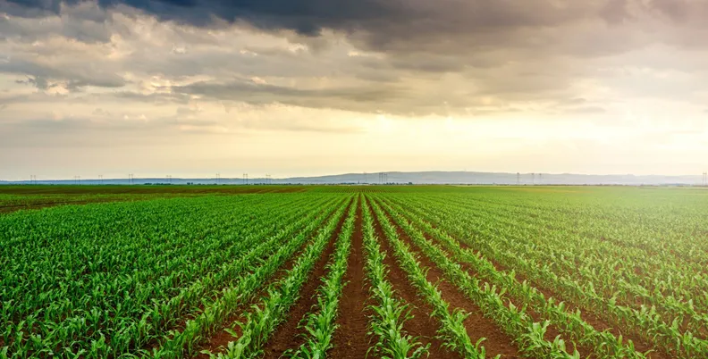IFG-corn-kopia (1)